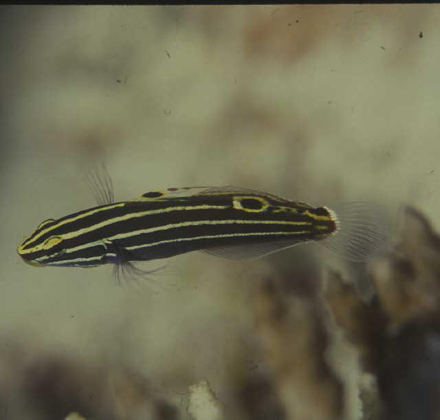 Amblygobius hectori